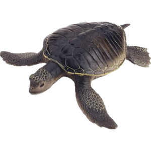 Turtle PNG-24768